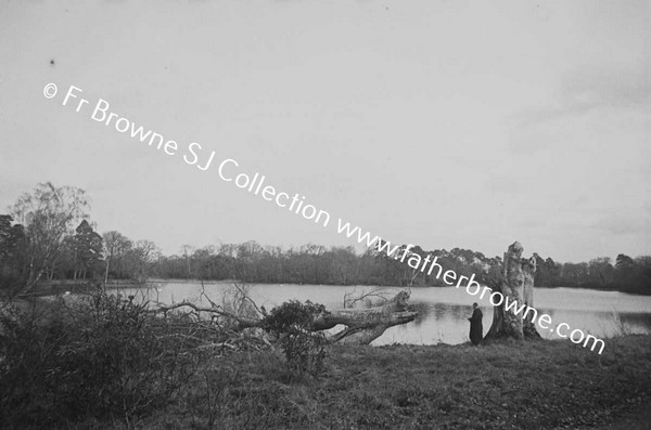 FALLEN TREE BY LAKE